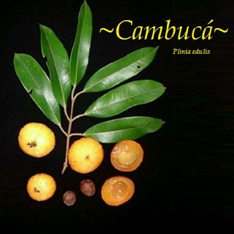 Polynesian Produce Stand CAMBUCA Plinia edulis Mango Papaya combo