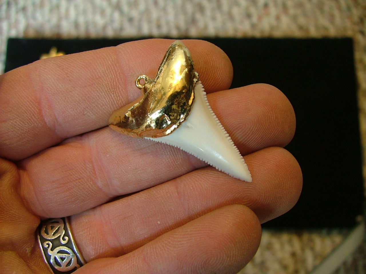 GREAT LOOKIN Great White shark Beautiful Tooth