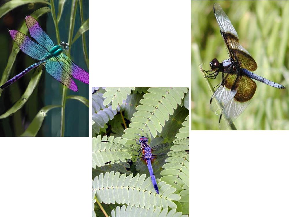 Quilt Panels And Crafts Lot Of 6 Dragonfly Fabric Panel Quilt Squares