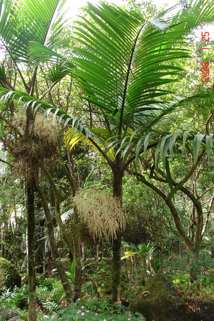 Polynesian Produce Stand LIVE 1GAL Champagne Palm Tree Hyophorbe