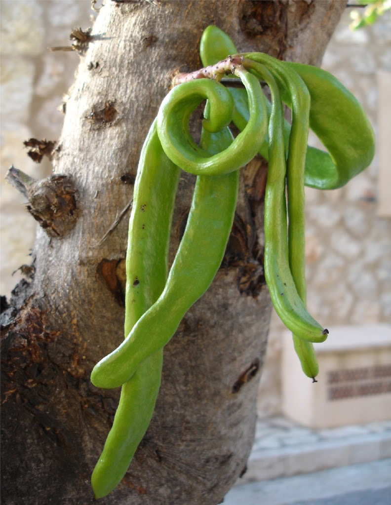 Polynesian Produce Stand 3 LIVE PLANTS CAROB Fruit Tree SEEDLINGS St