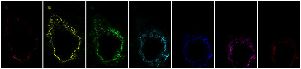 MBF_ImageJ Tfunctions