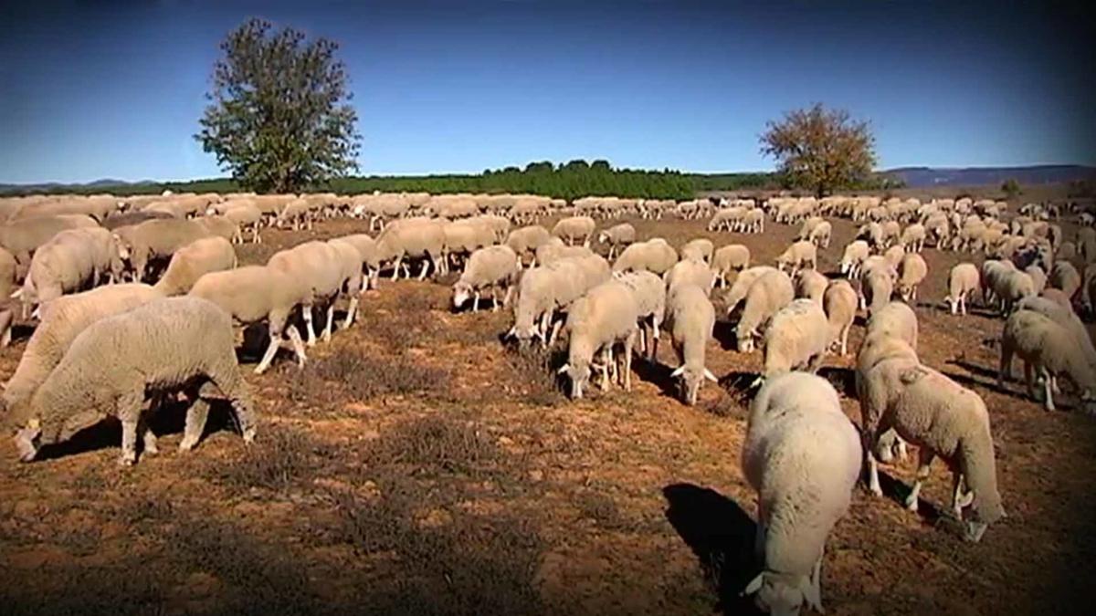 Pastoreo Transhumante Campeando CMM Play