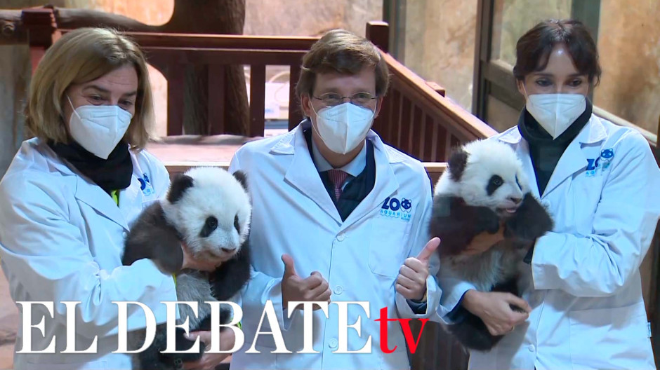 Almeida apadrina a los gemelos de oso panda de Madrid