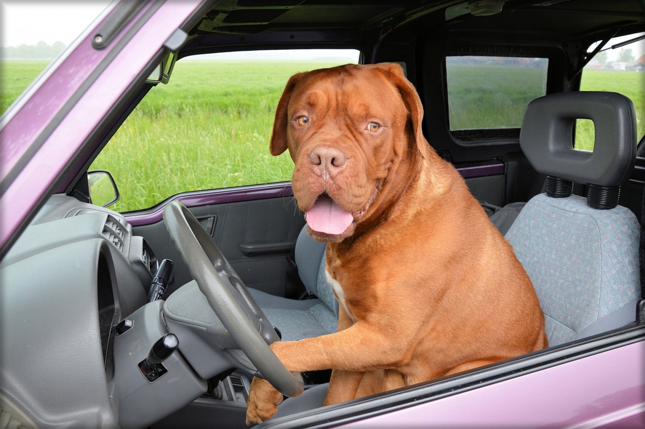 Cómo debes llevar a tu perro en el coche para que la DGT no te multe