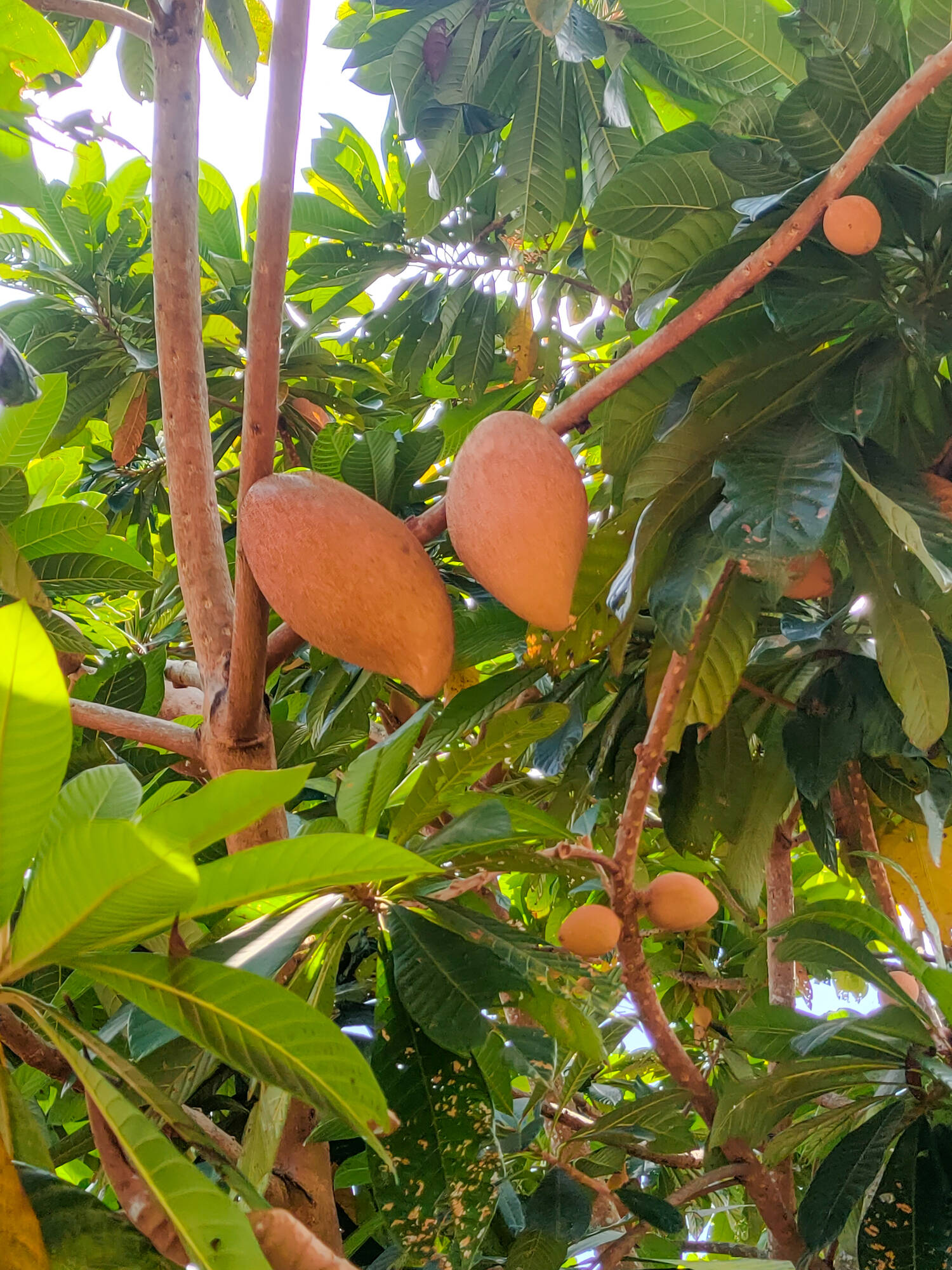 Zapote ¿qué es el zapote y para qué sirve?