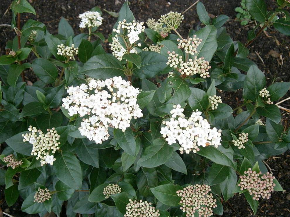 Web aquí hay 10 arbustos comunes con flores blancas: Arbusto verde con flores blancas. Florecitas blancas en los arbustos de durillo