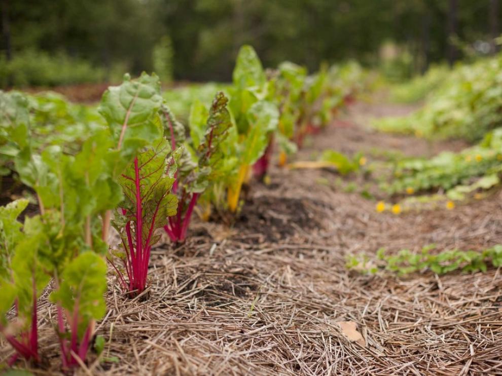 ¿Qué se puede plantar en el mes de abril?