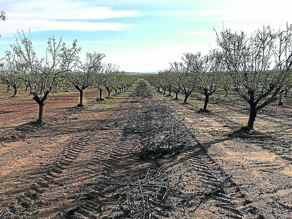El uso de cubiertas vegetales reduce hasta un 50 los