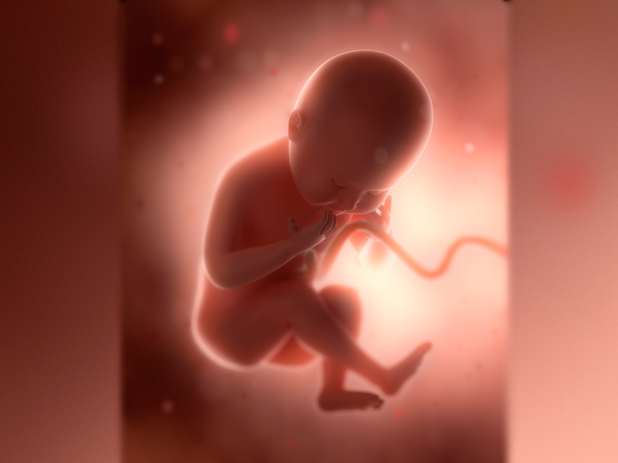 ¿Cómo respira el feto en la tripa de la embarazada?