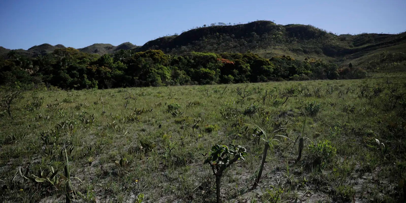Desmatamento do Cerrado cresce 3% em um ano; área atinge 11 mil km²