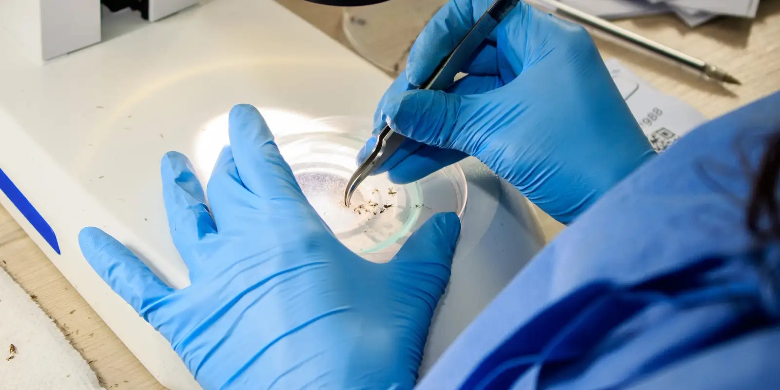 Ministério da Saúde oferece curso gratuito sobre arboviroses