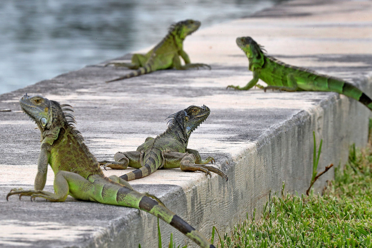 Há tantas iguanas na Flórida que os cidadãos têm permissão