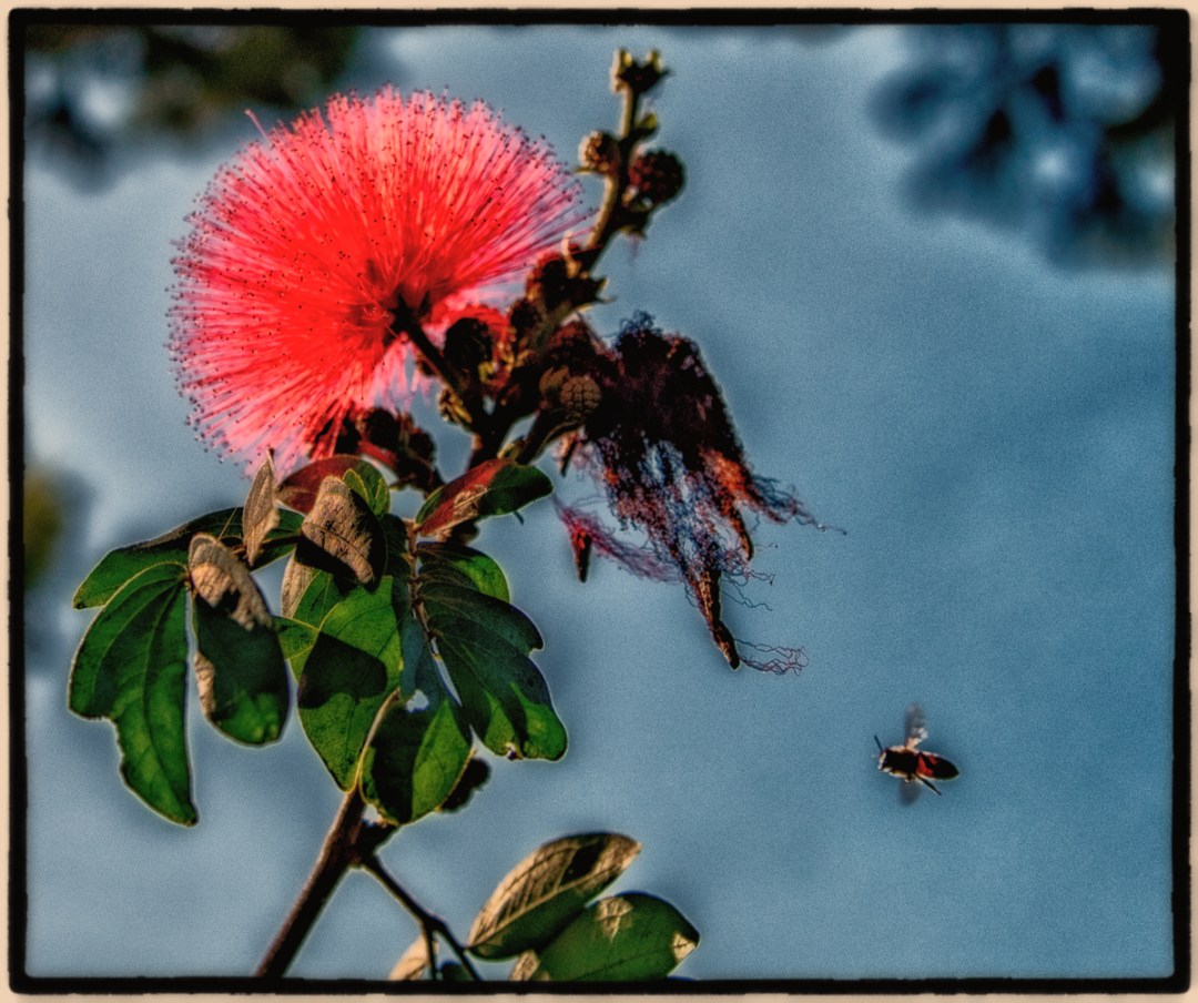 Bee_LSP1454-Edit