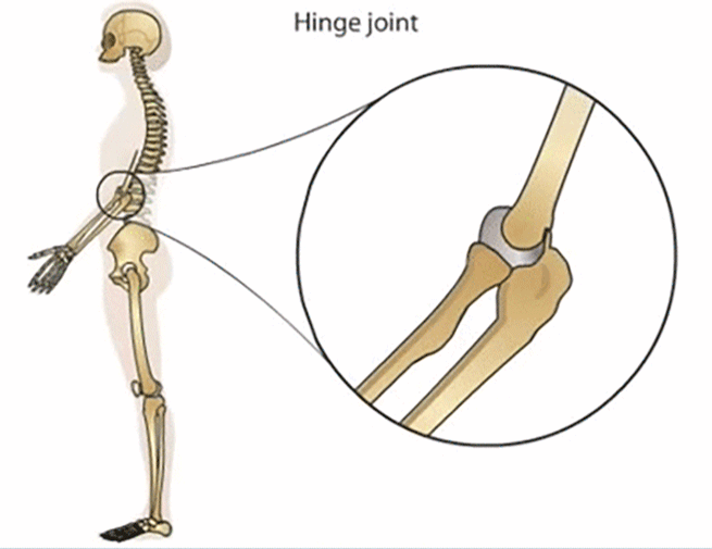 我们比鱼更像鱼：人类传承了4亿年前鱼祖先的登陆绝技，新生代鱼却把它们弄丢了_澎湃新闻The Paper