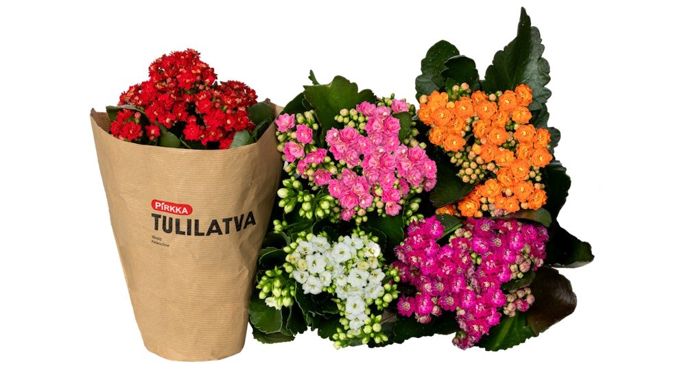 Kukat ja puutarha KMarket Koulukatu Wolt