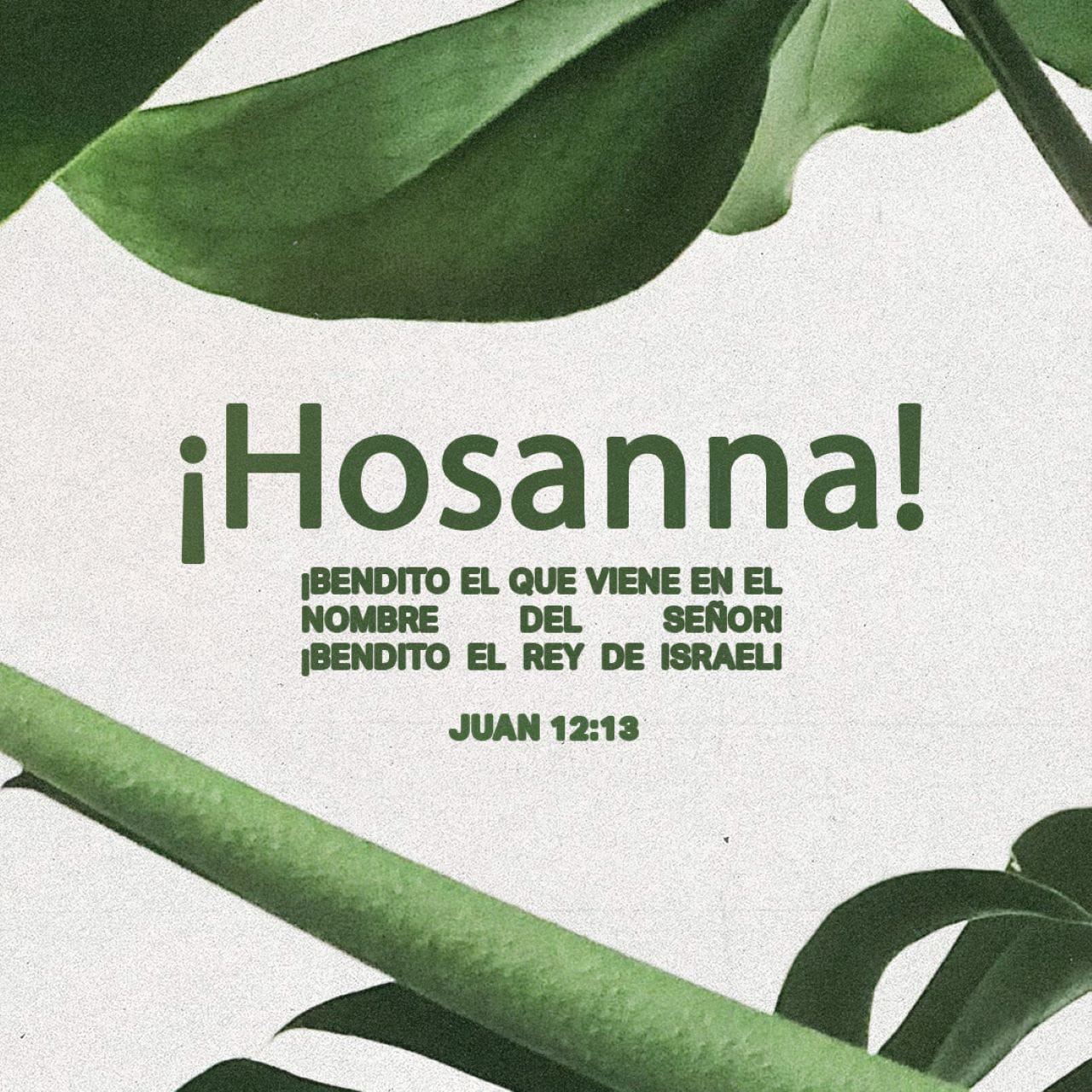 S. Juan 12:13-36 Tomaron ramas de palma y salieron a recibirlo mientras
