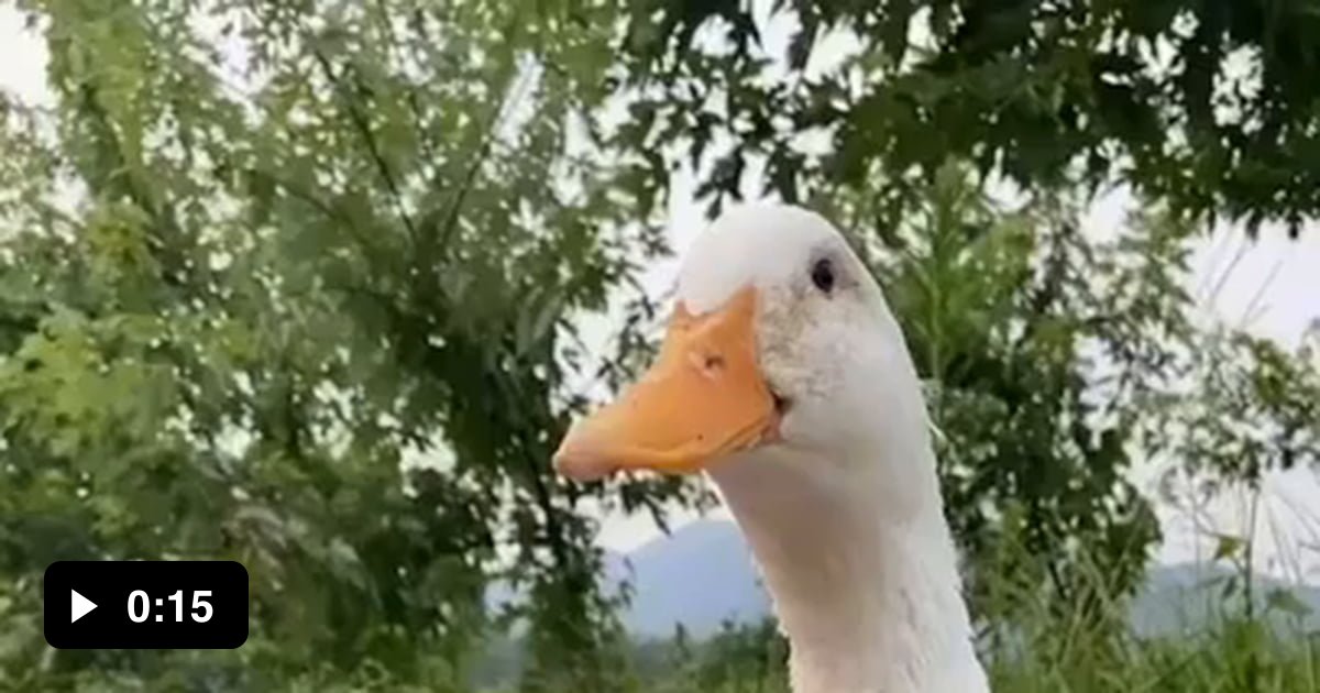 Friendship between duck and puppy. 9GAG