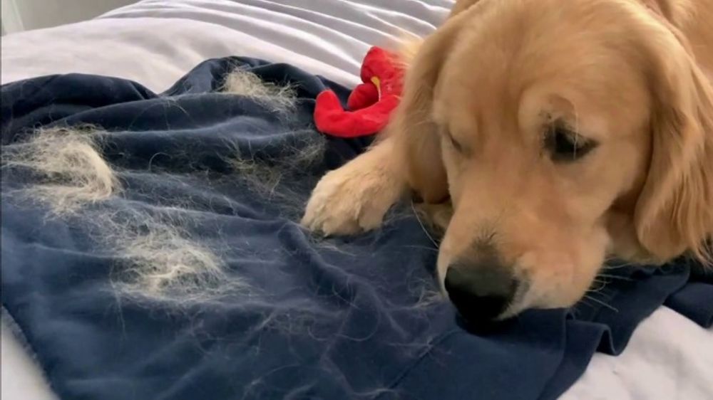 Bounce Pet Hair & Lint Guard TV Spot, el pelo' iSpot.tv