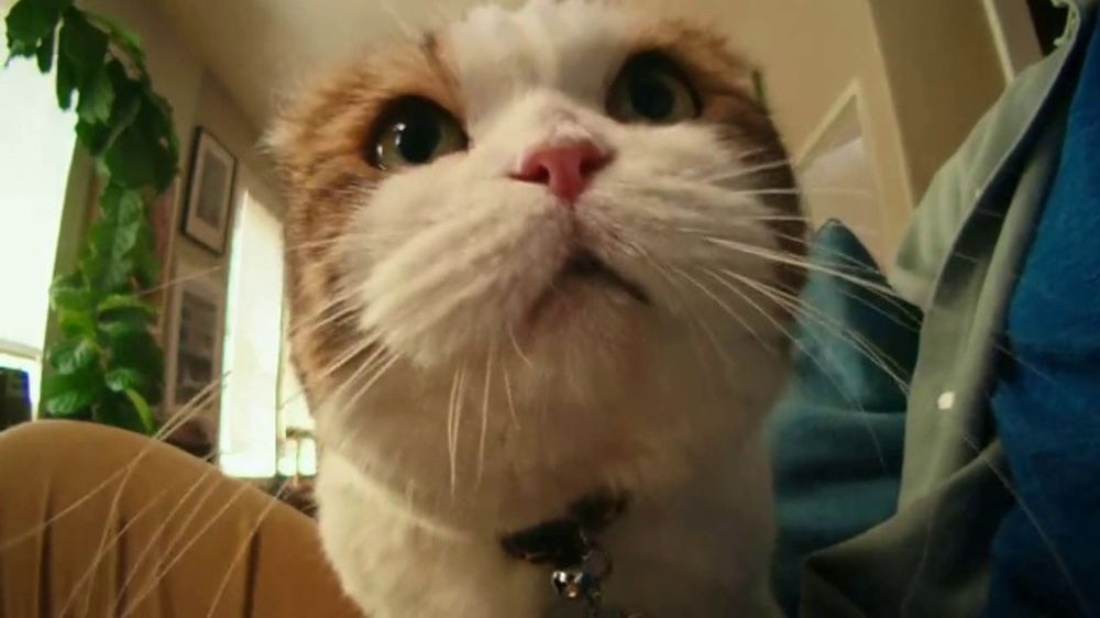 TV Spot, 'Chewy Chatty Pets Joy' iSpot.tv