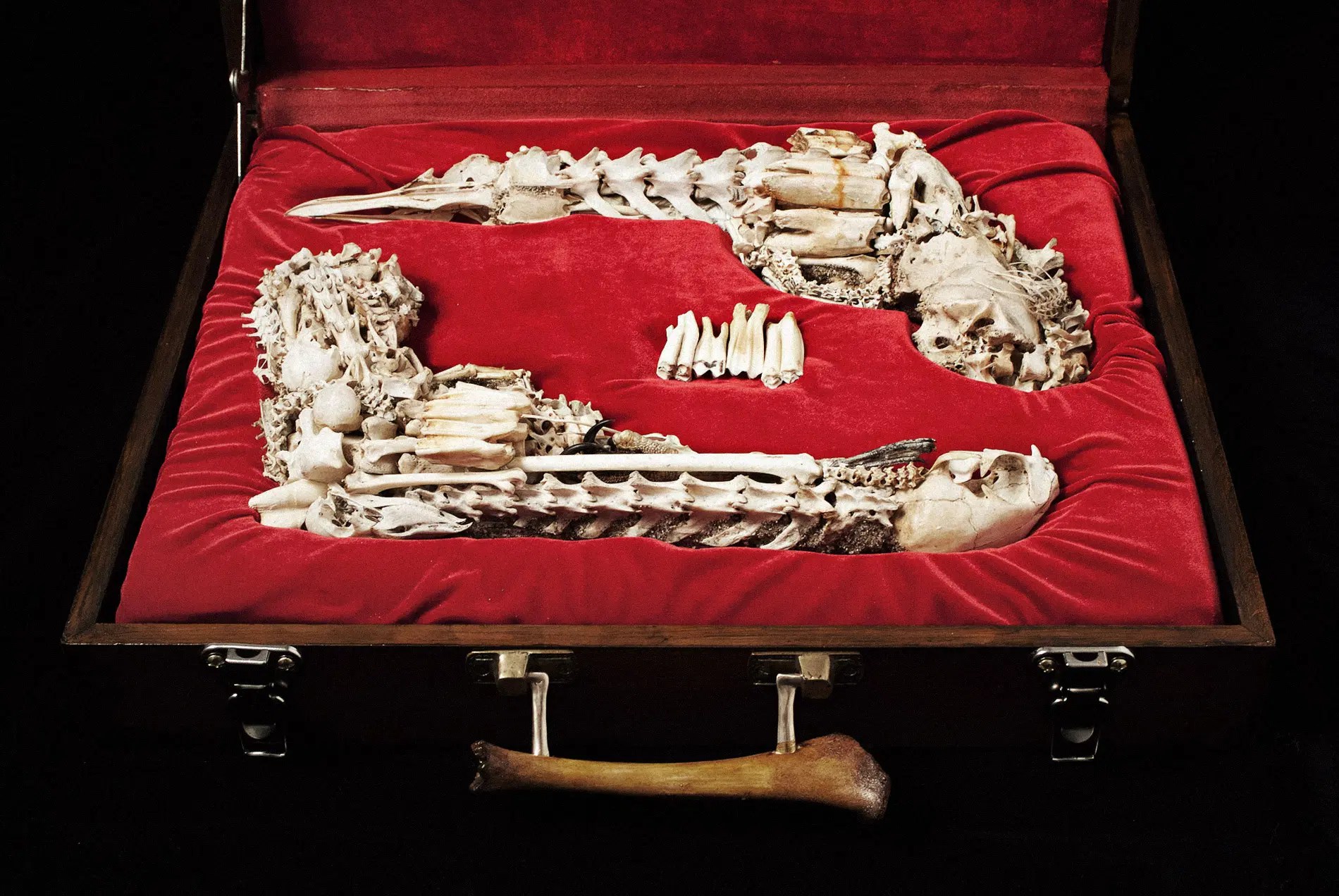 When Necromancers duel bone pistol set