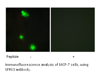 SFRS3 Antibody | AAT Bioquest