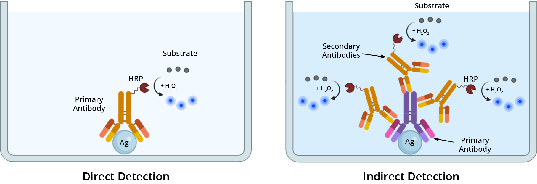 EnzymeLinked Immunosorbent Assay (ELISA) AAT Bioquest