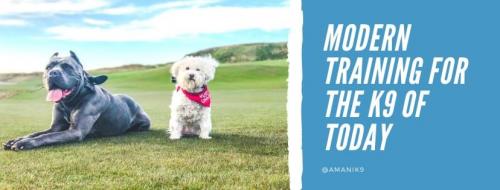 Amani K9 Dog Training Lakewood, WA