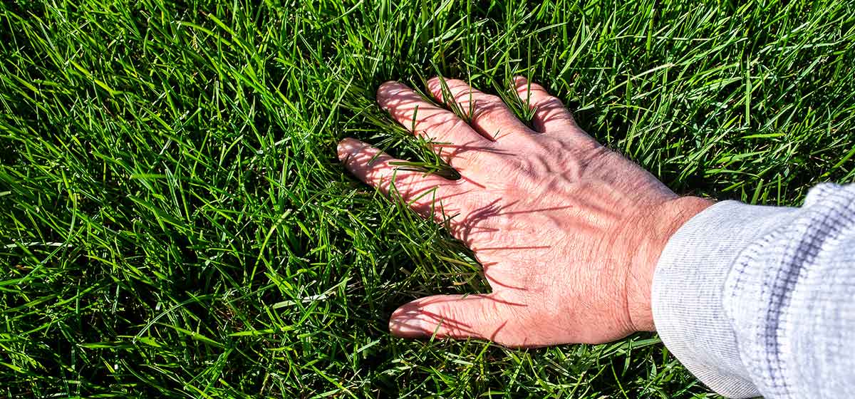 How to level an uneven lawn Airtasker AU