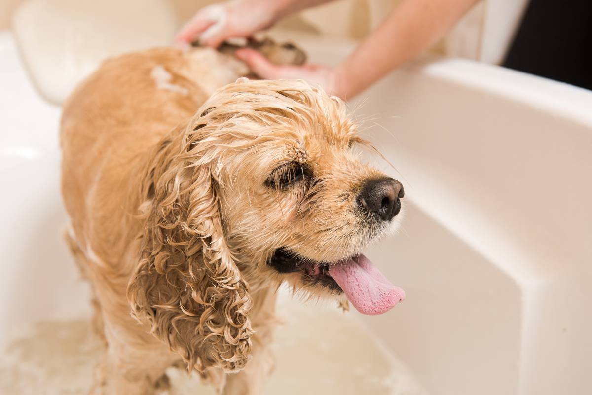 Dog Grooming Cost Guide Airtasker AU