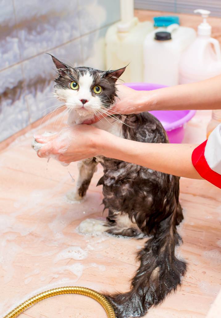 How to Groom a Cat Airtasker AU