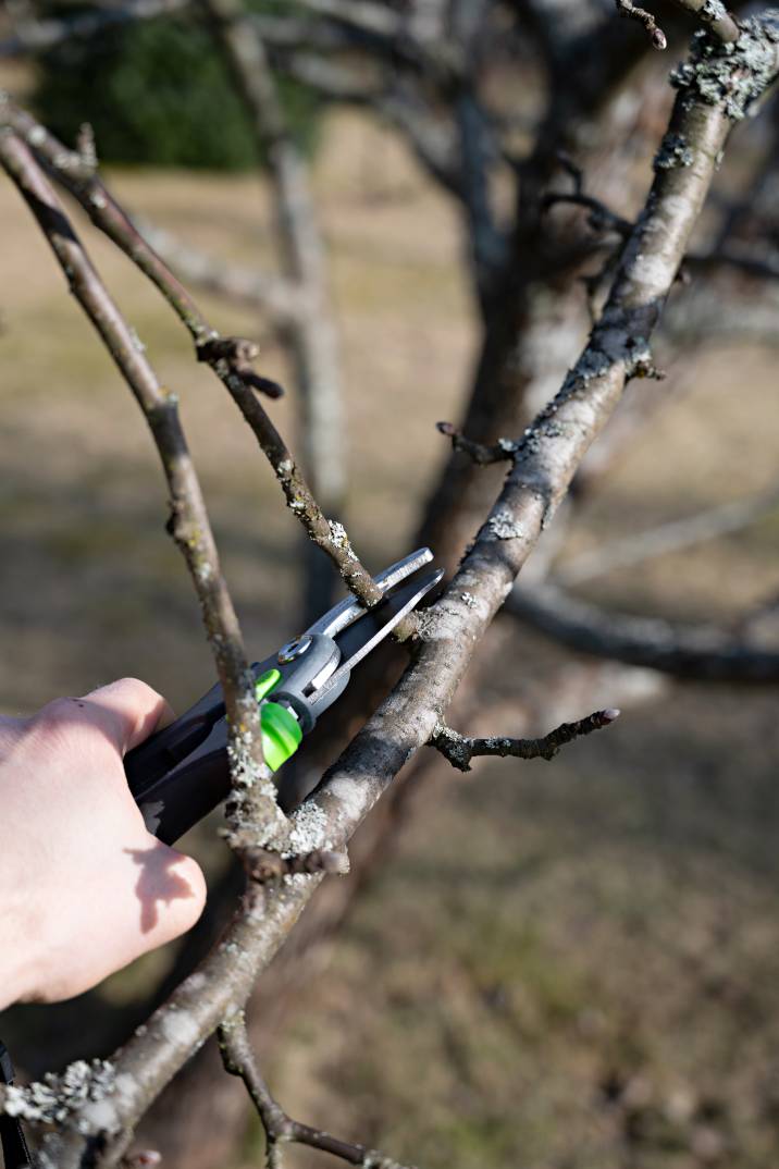 Garden Maintenance Cost Guide Airtasker AU