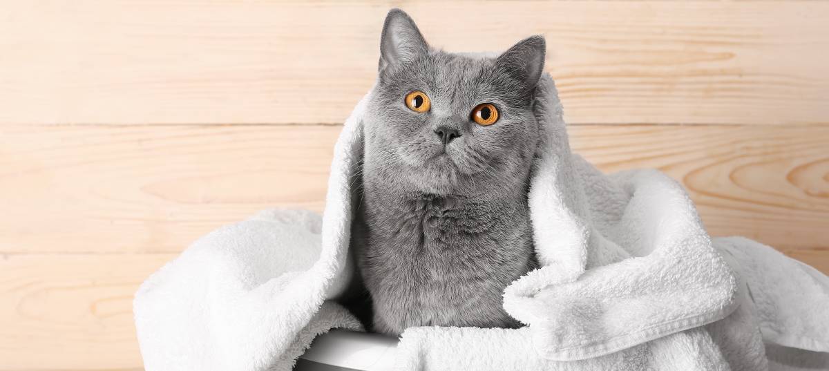 Top 10 Best Rated Local Cat Groomers near you Airtasker AU