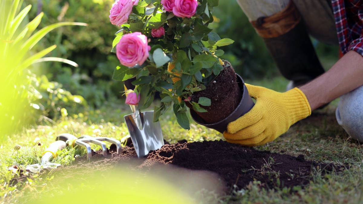 17 Easy plants to grow for beginners Airtasker US