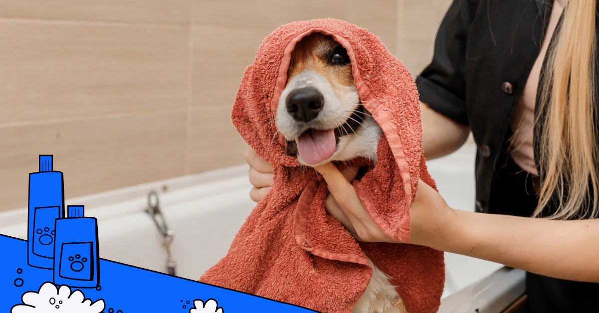Top 10 Best Mobile Dog Grooming in Camberwell Airtasker AU