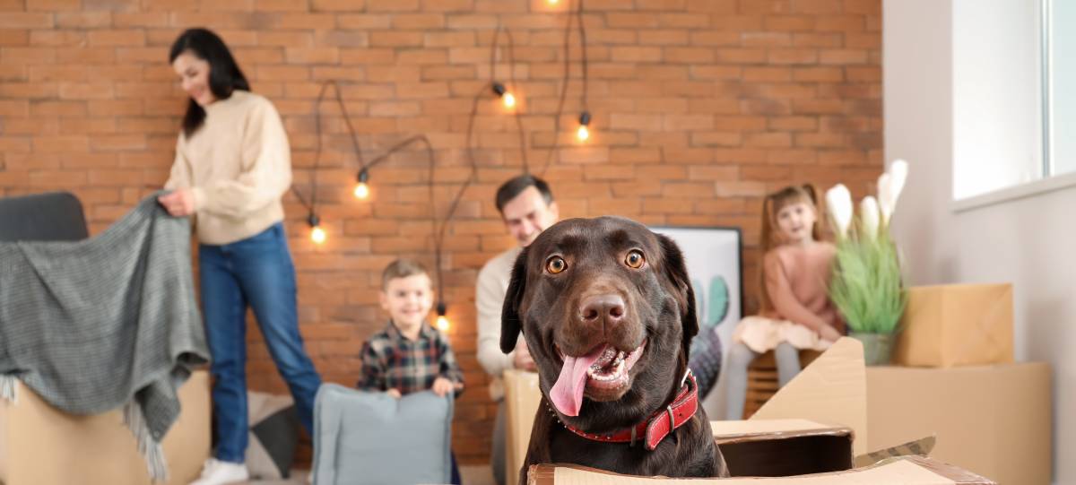 Pet Transport Cost Airtasker AU