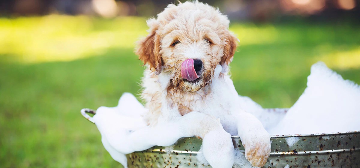 15+ Best Rated Mobile Dog Groomers near you Airtasker UK