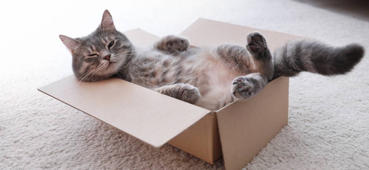 How Much Do Cat Sitters Charge in the UK? Airtasker UK