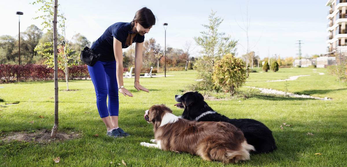How much does dog training cost? Airtasker UK