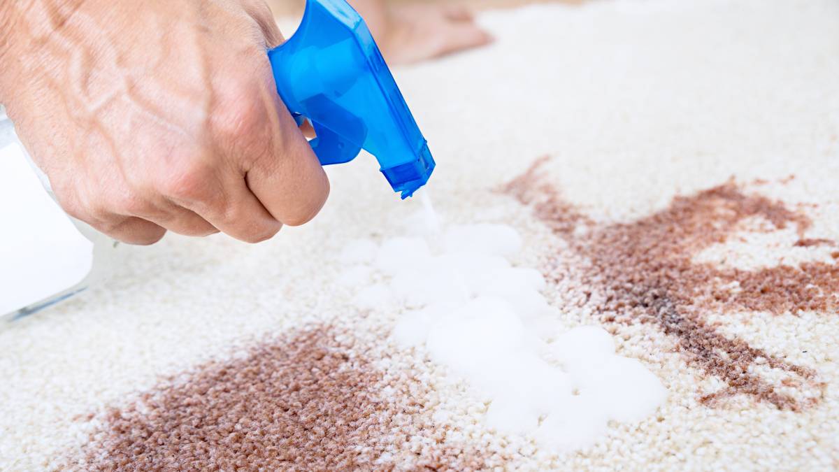 How to Clean Vomit Off a Carpet Airtasker UK