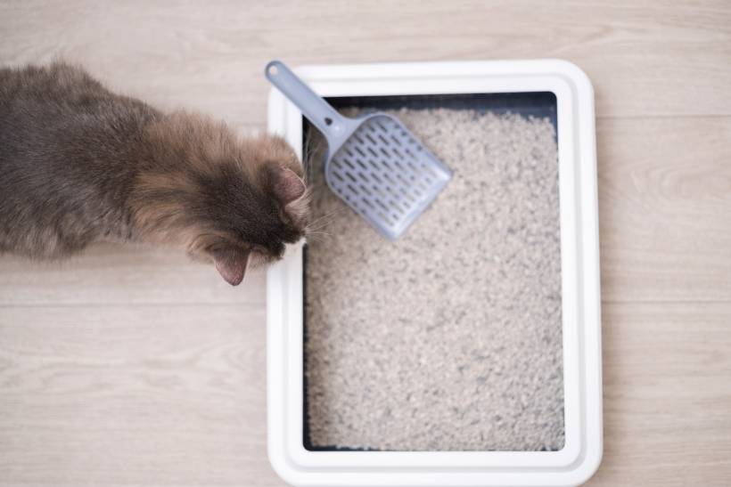 A Complete Guide to Cleaning Cat Litter Trays Airtasker UK