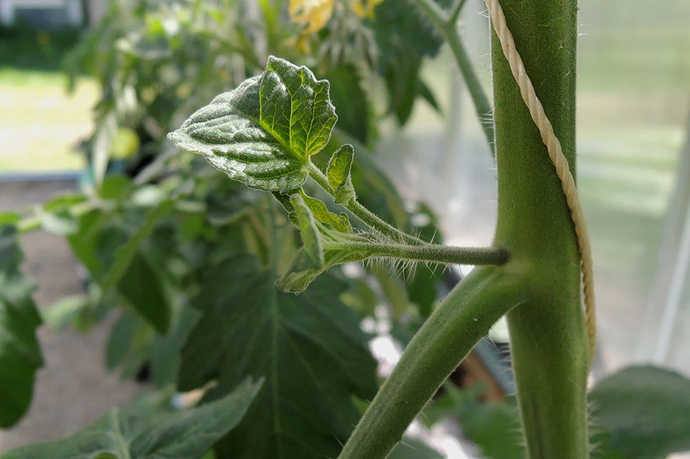 How to prune tomato plants Airtasker US