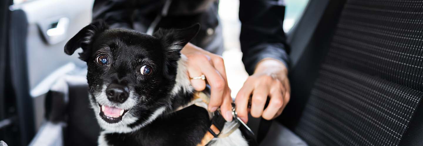 Top 10 Best Rated Pet Transport near you Airtasker AU