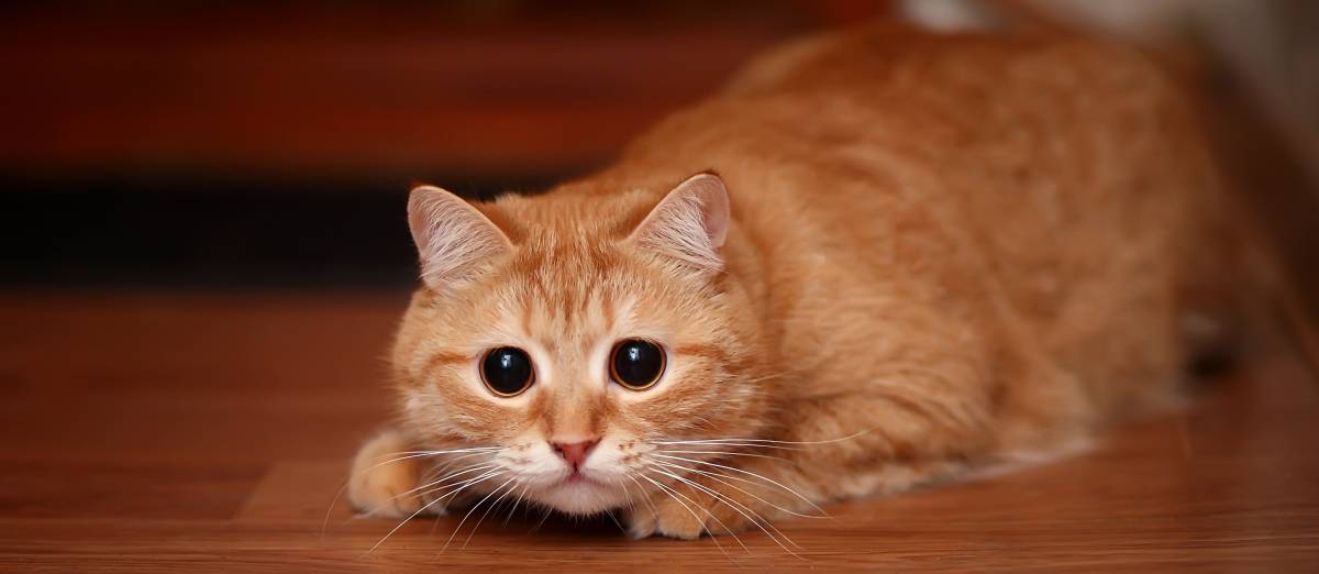 Male vs. Female Cats Airtasker US