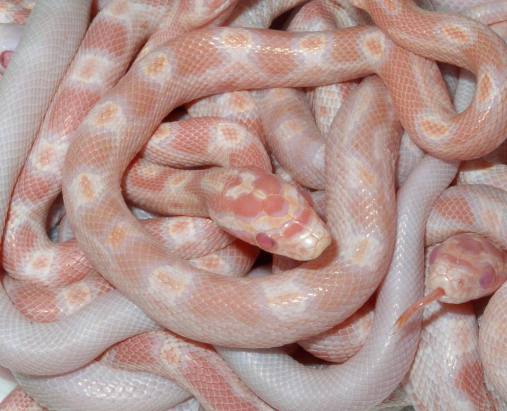 What is an Albino Snake? (with pictures)