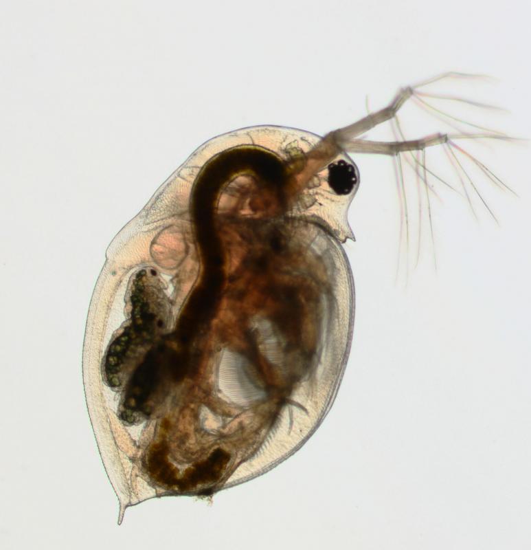 What Is a Water Flea? (with pictures)