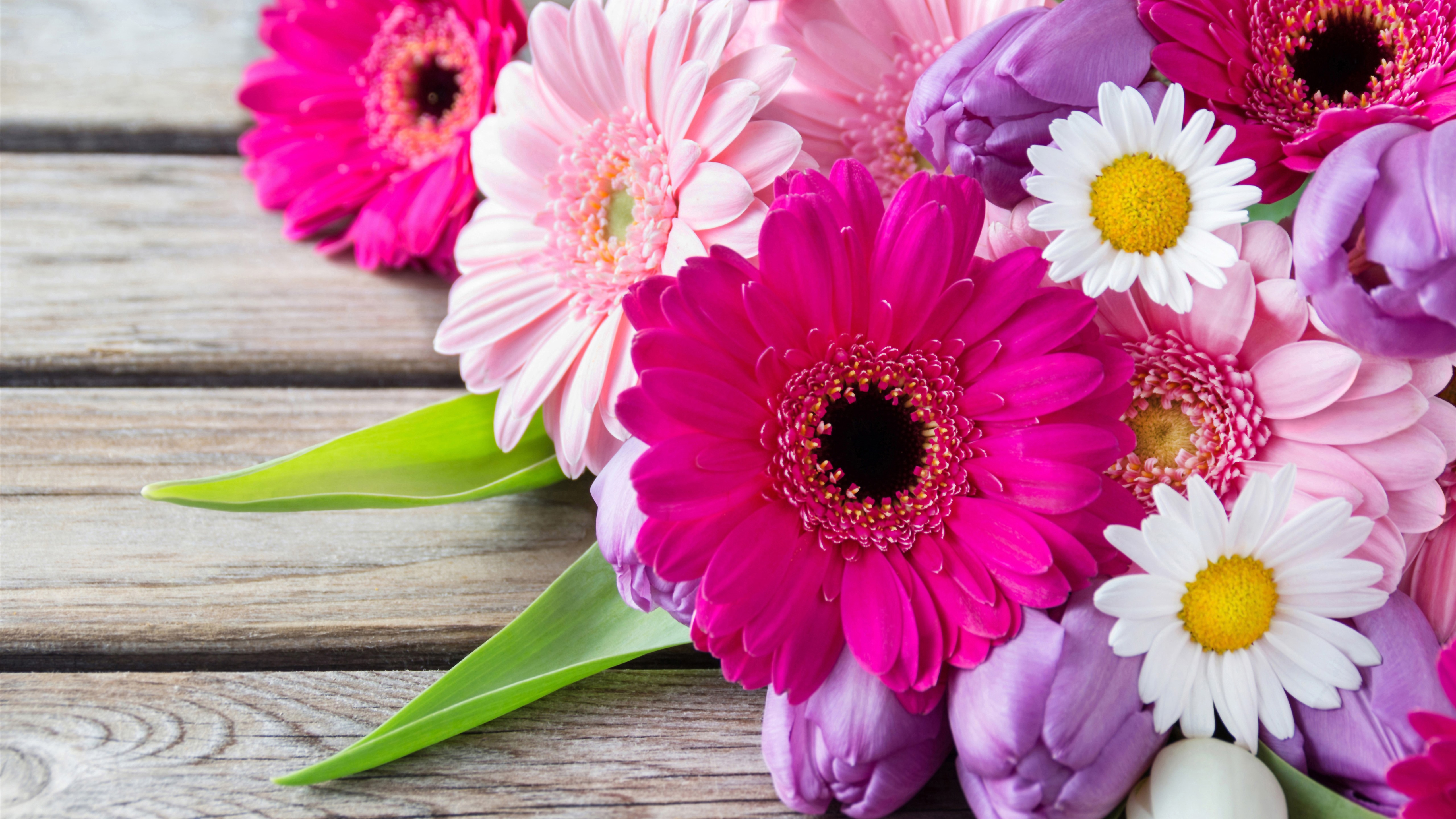 Download Purple Flower Pink Flower White Flower Tulip Camomile Gerbera