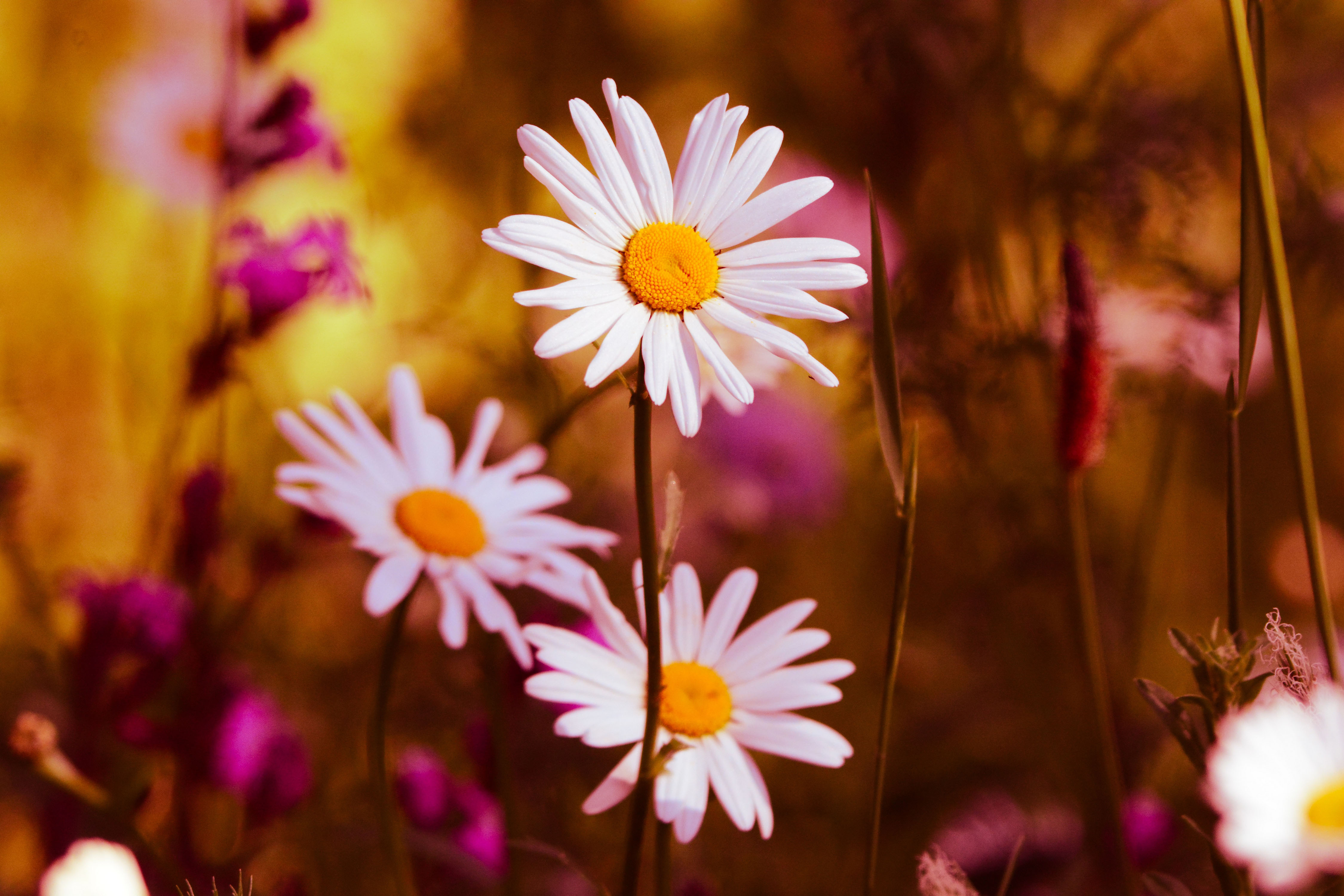 Download Oxeye Daisy Flower Nature Daisy 4k Ultra HD Wallpaper by Mabel Amber
