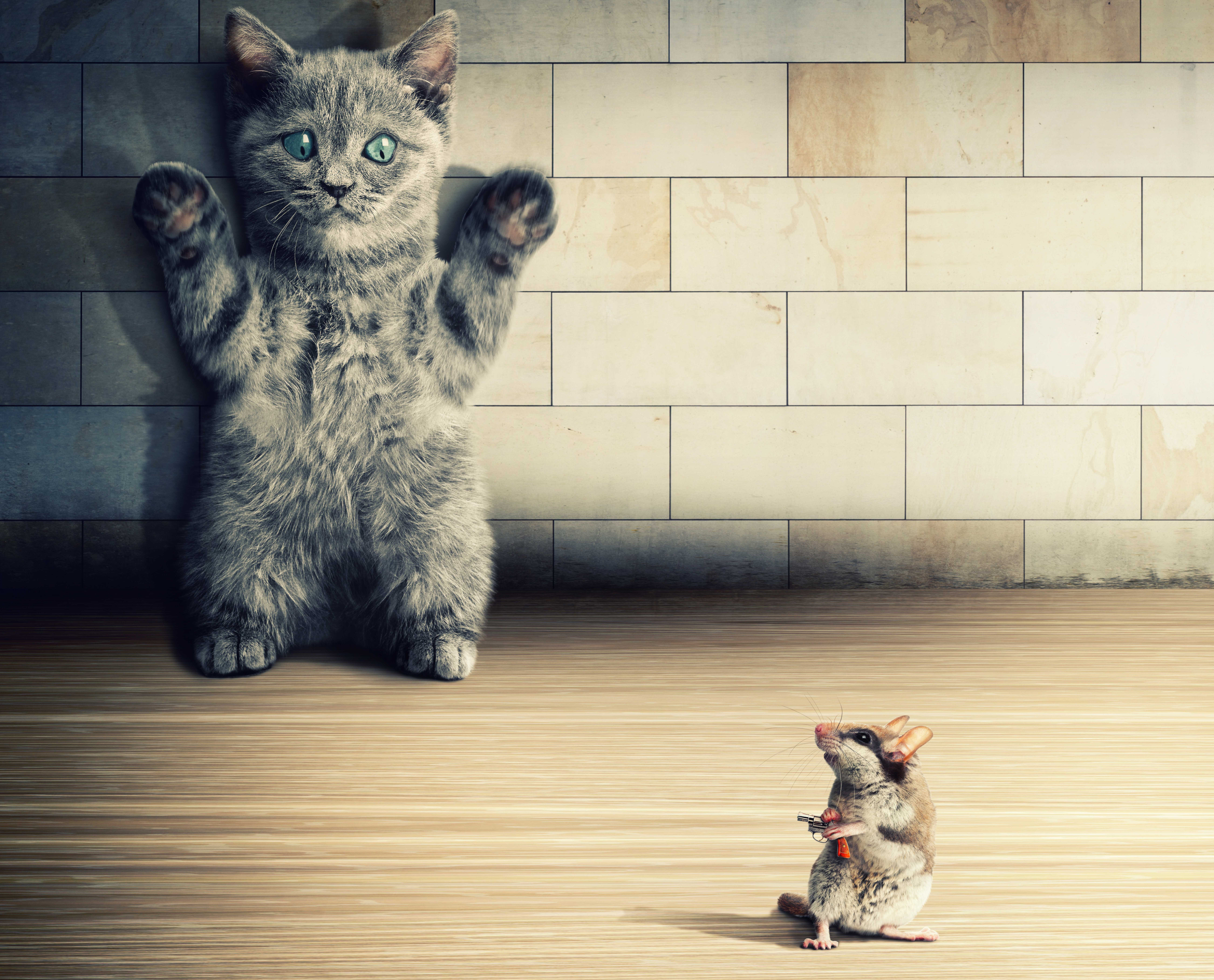 Cat Afraid of Mouse 4k Ultra HD Wallpaper Background Image 7000x5652