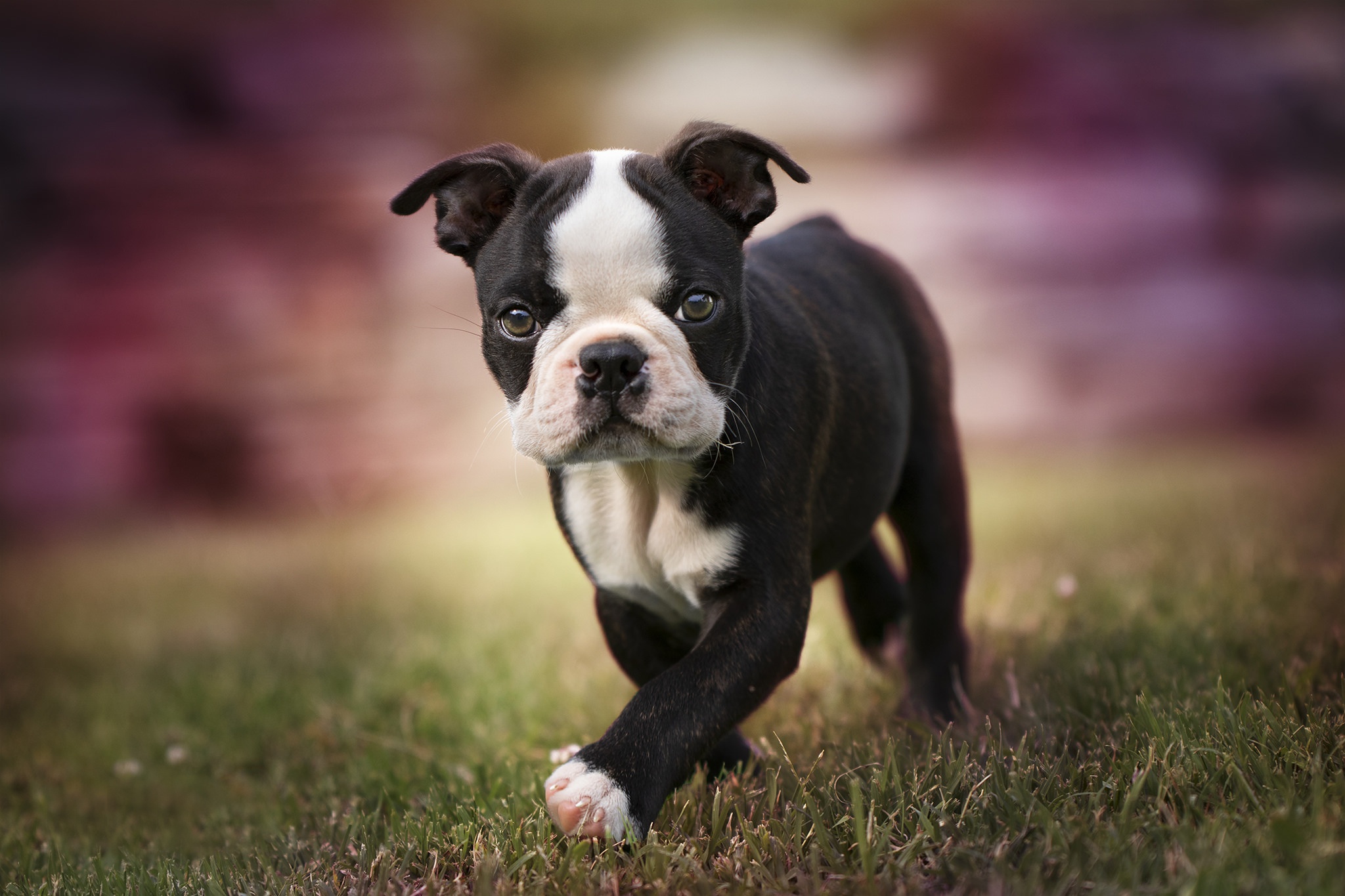 Boston Terrier HD Wallpaper Background Image 2048x1365